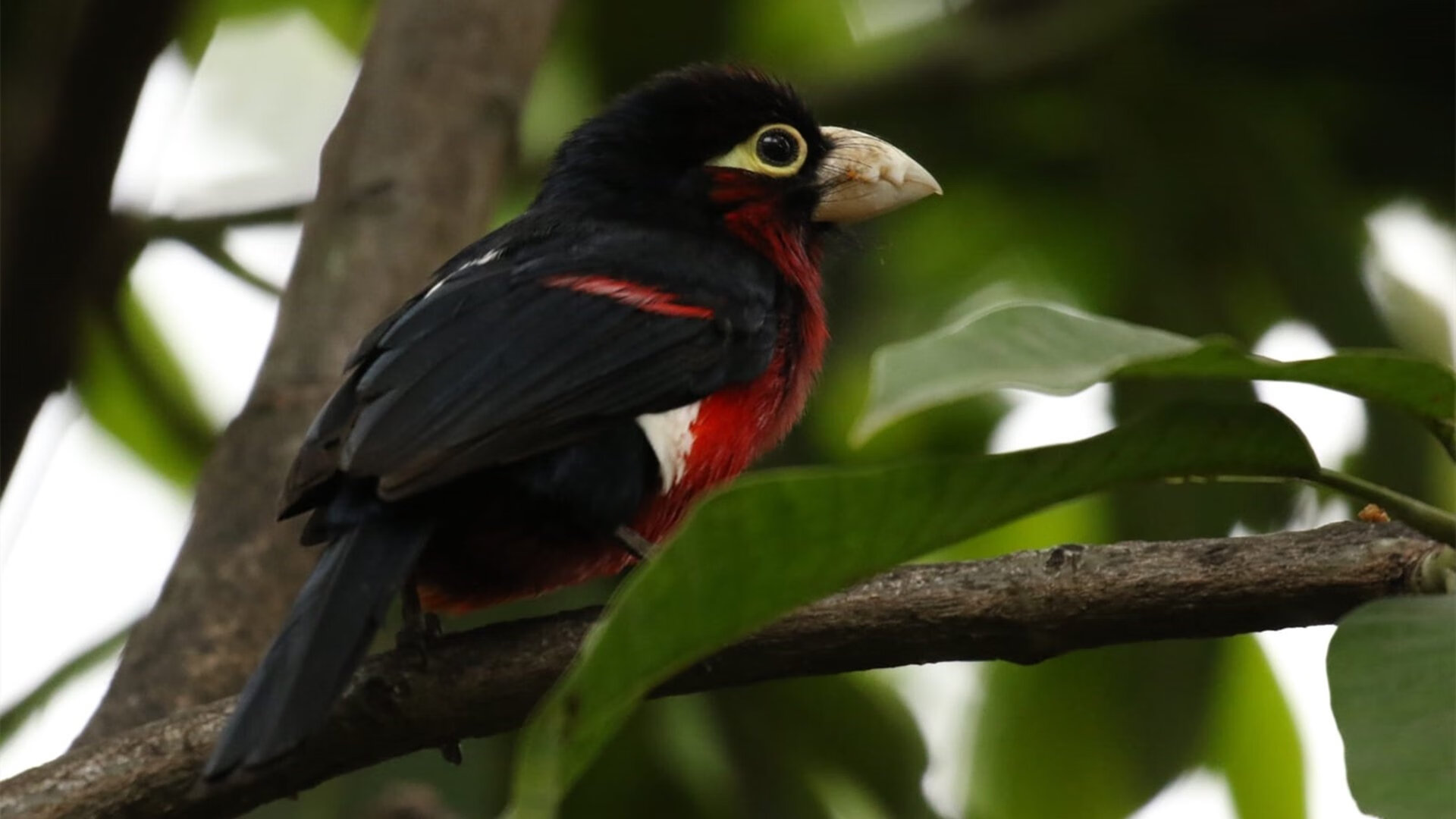 “英超强队力争三分,争夺榜首位置”,英超强度大