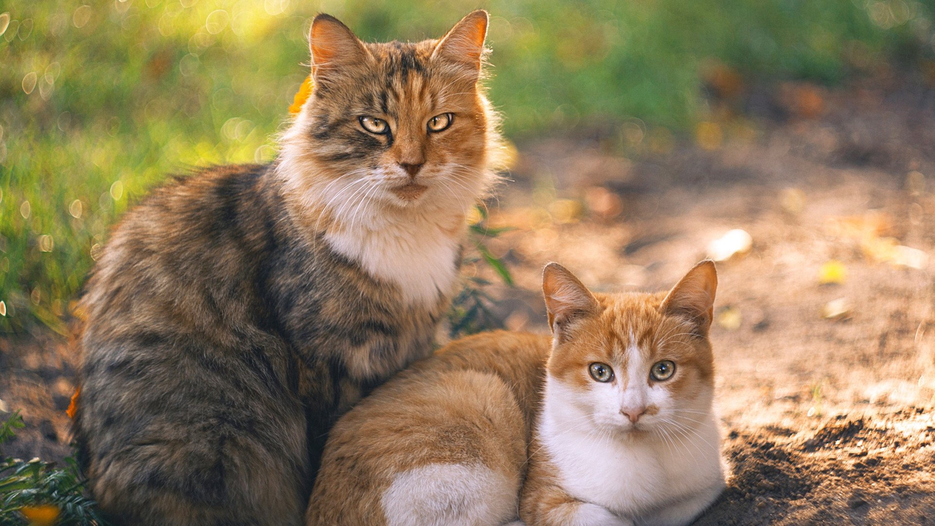 哈兰德多场破门，英超头号射手继续领跑，哈兰德 英格兰队