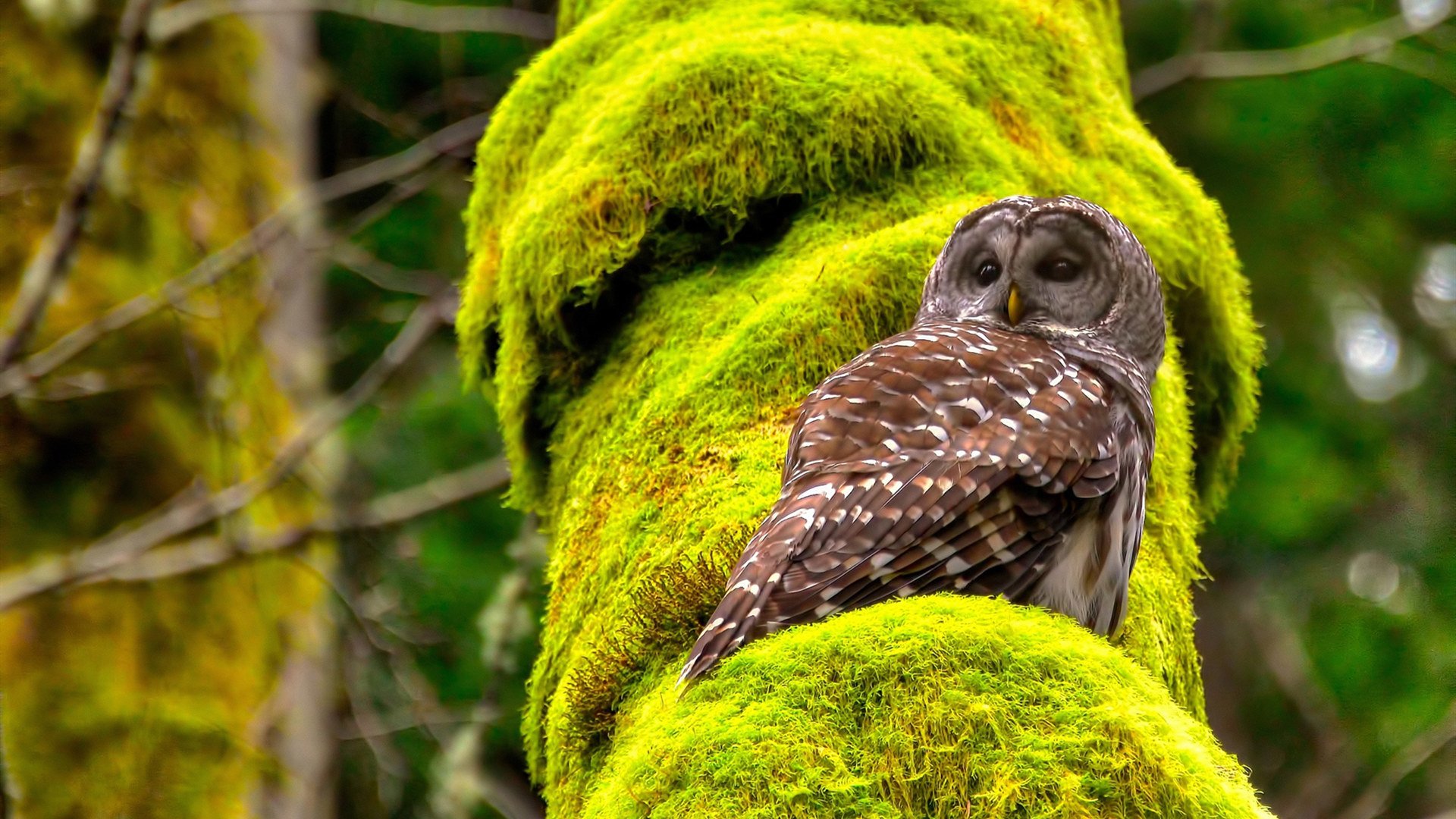 leyu乐鱼官网登录入口-星光夜空越野跑，灯火阑珊中的极速闪耀，夜空星光闪耀图片