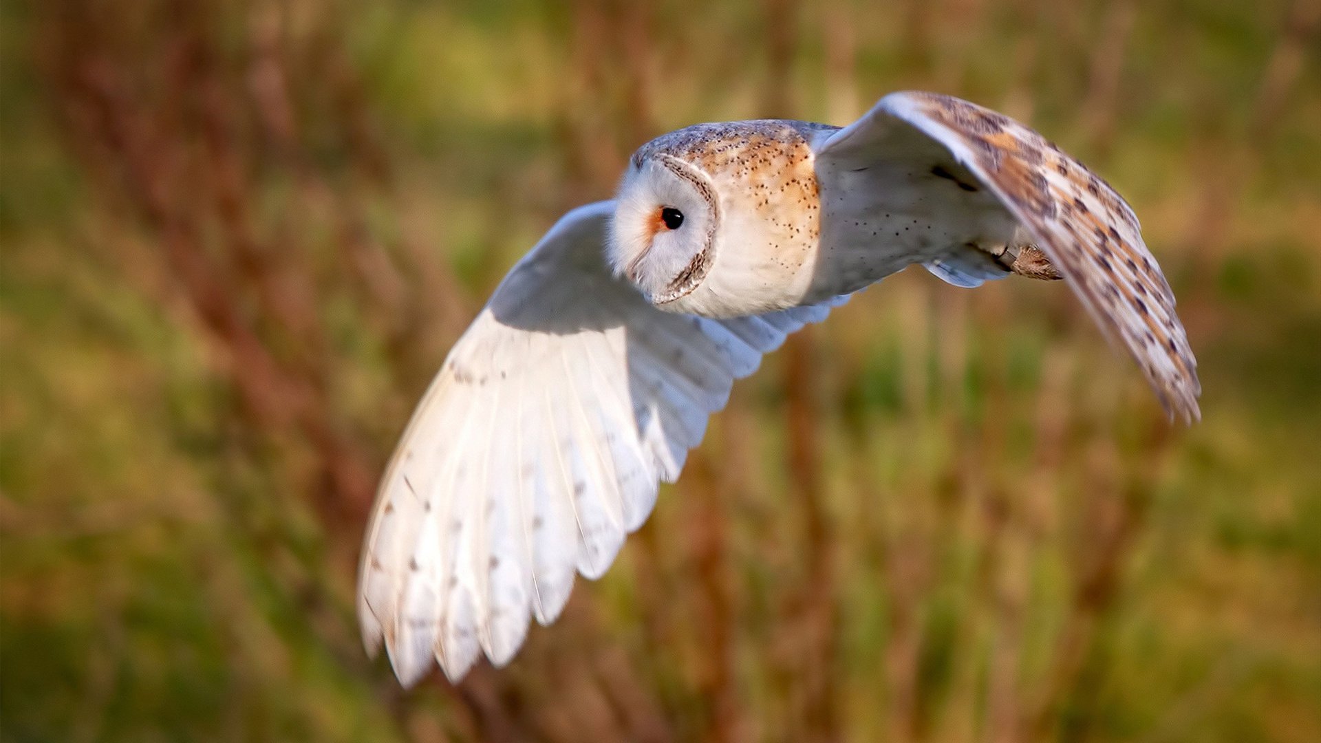 KPL赛区新人表现亮眼，kpl新一代明星选手有哪些
