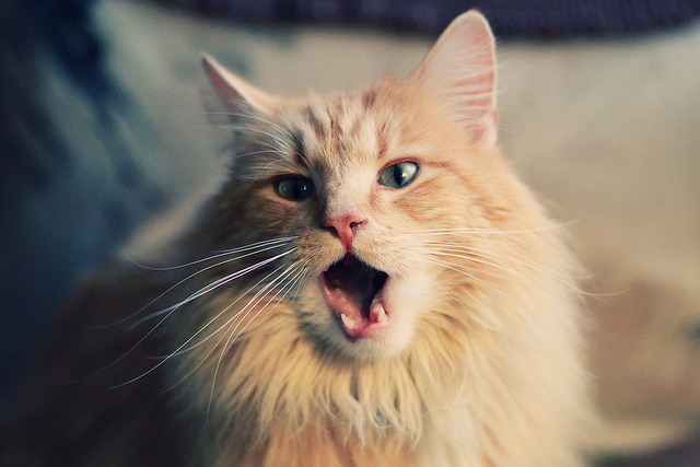 乐鱼体育登录-KPL赛区明星选手专访，kpl的明星选手