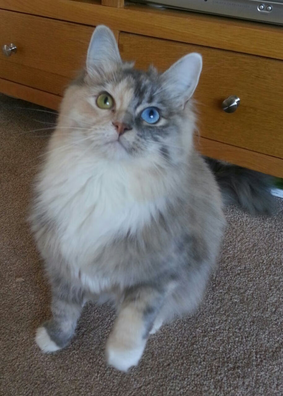 leyu乐鱼在线登录入口-世界围棋团体赛中国队再夺冠，世界围棋杯