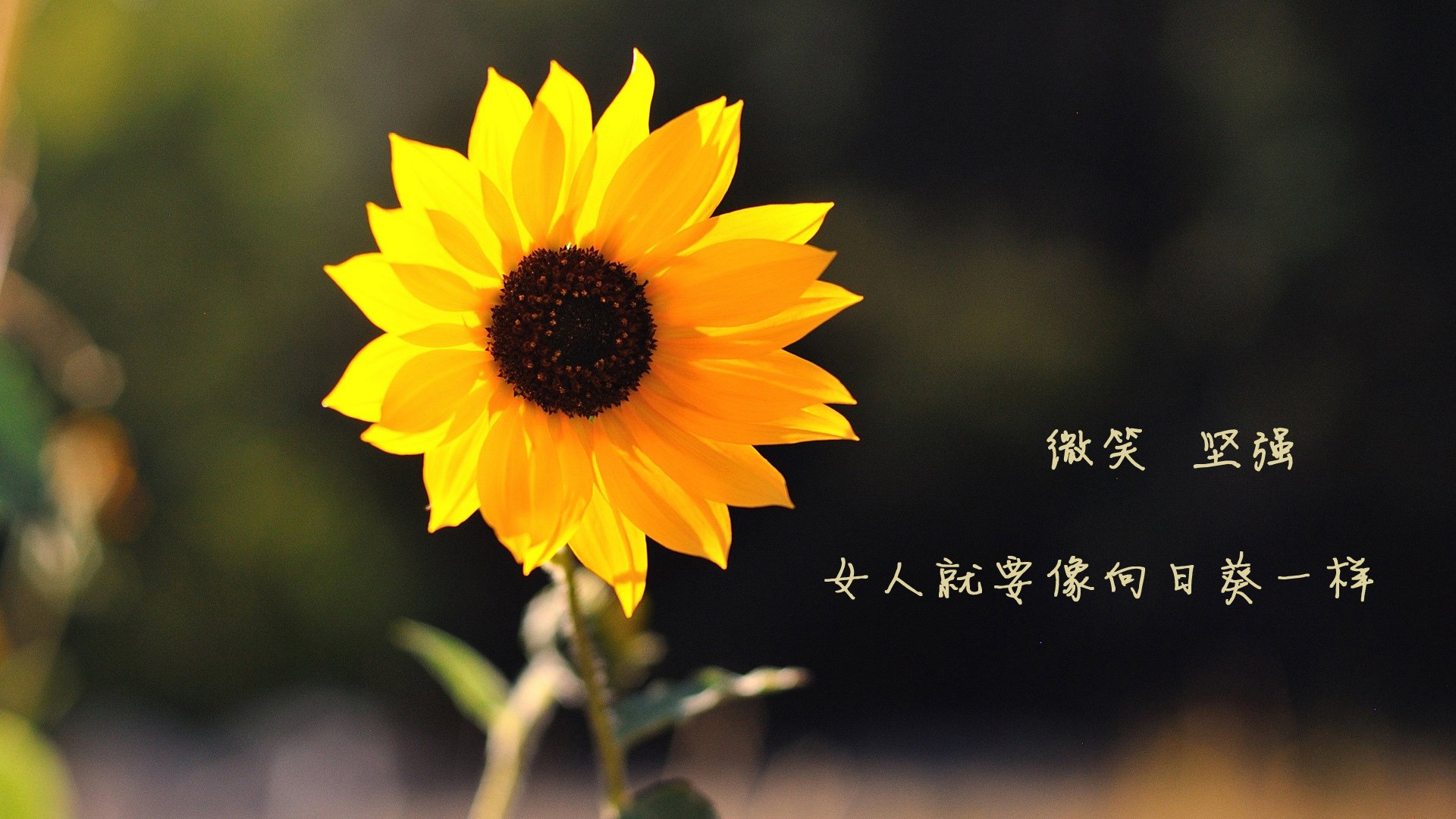 乐鱼电竞-匈牙利客场险胜威尔士，实力逐渐显现，匈牙利对手