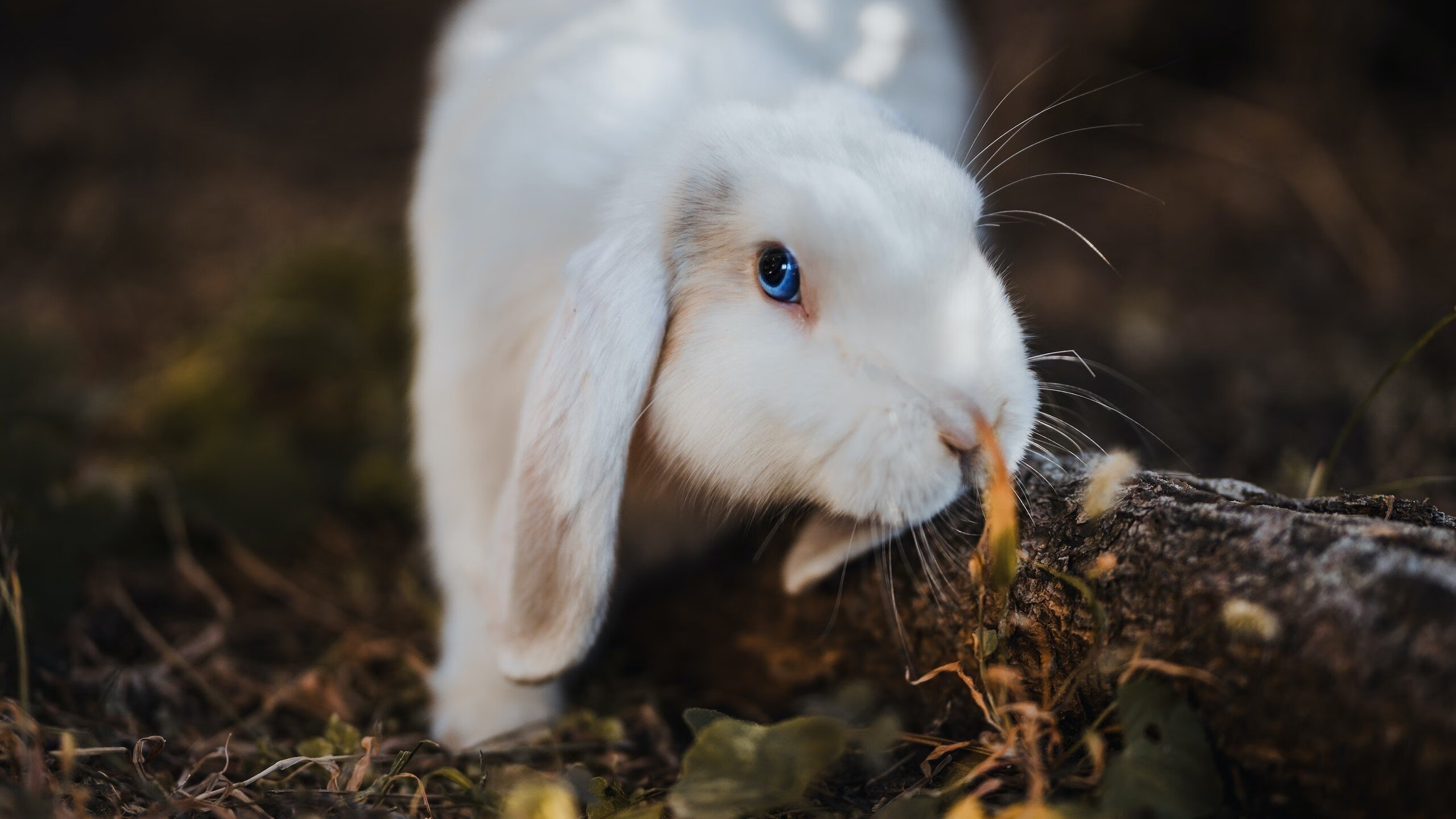 匈牙利意外战胜克罗地亚，欧洲杯夺冠望志在必得