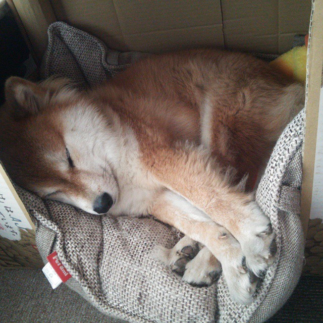 国家队赛事中绽放光芒,夺得宝贵胜利,国家队赛事中绽放光芒,夺得宝贵胜利的是谁