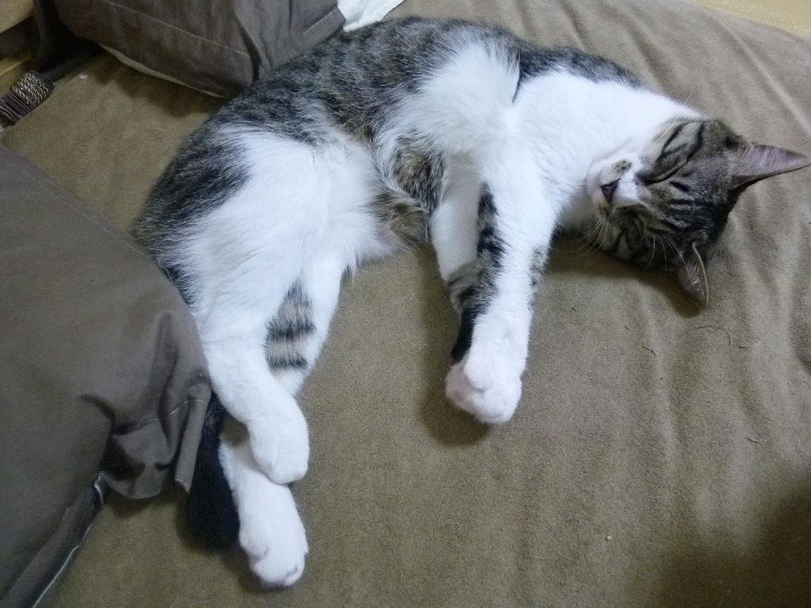 乐鱼官方登录入口-多特蒙德被曝有意签下桑切斯，球队欲挖潜，多特蒙德桑塔纳