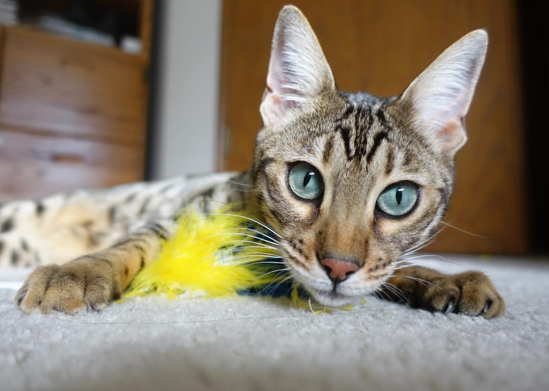 多特蒙德被曝有意签下桑切斯，球队欲挖潜，多特蒙德桑塔纳