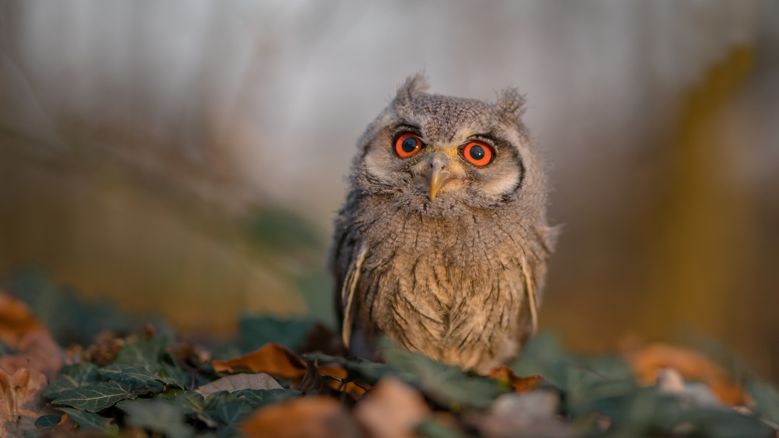 广场舞促进城乡文化交流,促进广场舞健康发展这一主题拟写一份提案