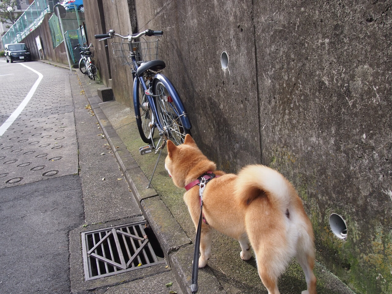 Leyu Sport下载-广场舞成为中国文化自信的象征，近几年广场舞已成为中国社会作文