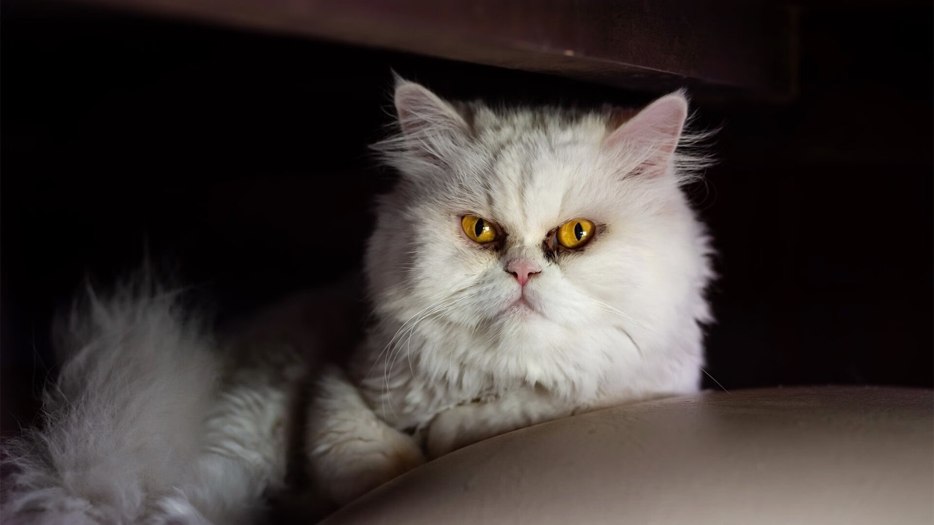 日本足球小将表现令人期待,日本足球小将表现令人期待的是谁