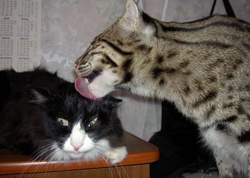 欧国联比赛：匈牙利队闷平保加利亚队，匈牙利与保加利亚