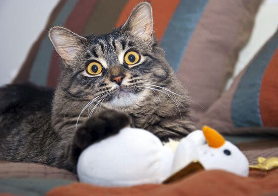 乐鱼体育平台官网-法国女篮夺得欧锦赛冠军，实力尽显，法国篮球欧锦赛冠军