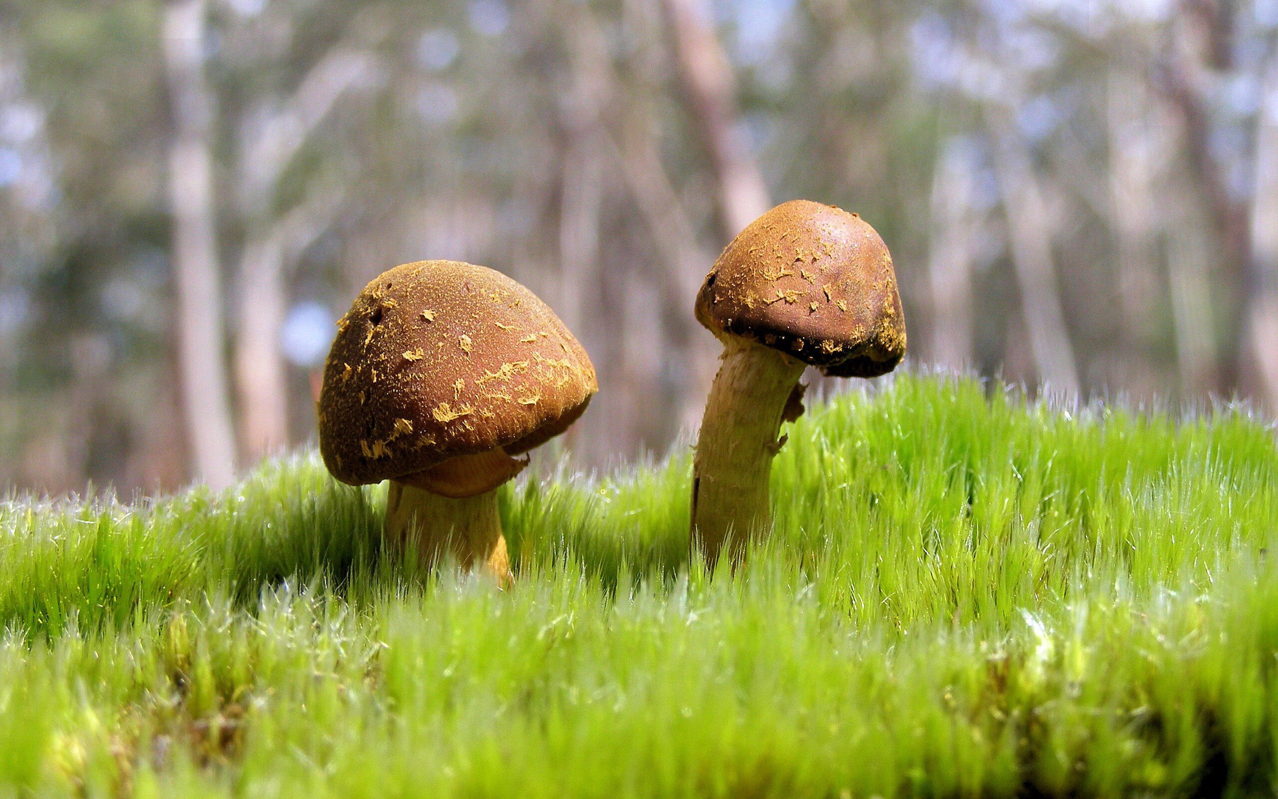 乐鱼体育登录-美国女足队员受伤，无法参加接下来的比赛，美国 女足