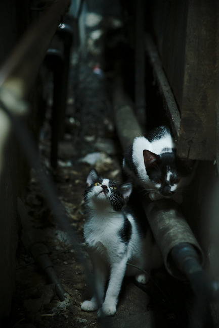 乐鱼app-划频节奏控制精准，稳定性高，划频和划距对游进速度有什么关系