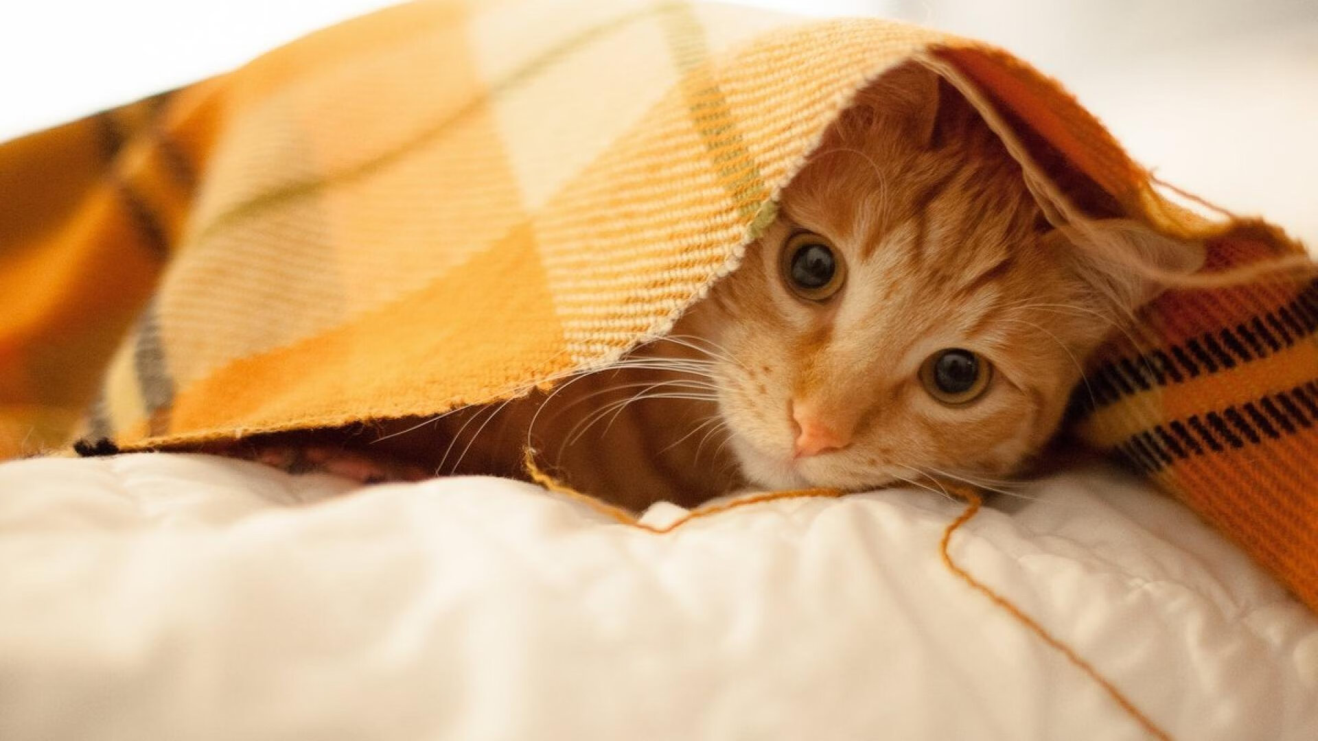 Leyu Sport登录入口-通过技术训练提升乒乓球运动员心理素质，乒乓球运动员如何提高身体素质