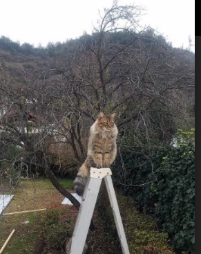 孙颖莎登顶积分榜乒乓球团体赛，孙颖莎乒乓球比赛录像