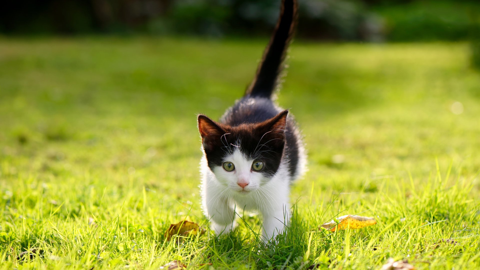 乐鱼官网-弗朗索瓦·霍尔茨豪伊泽：南非队的进攻调度师，串联起攻守转换