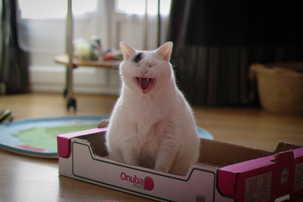 橄榄球科研项目落地多所大学，橄榄球最厉害的大学