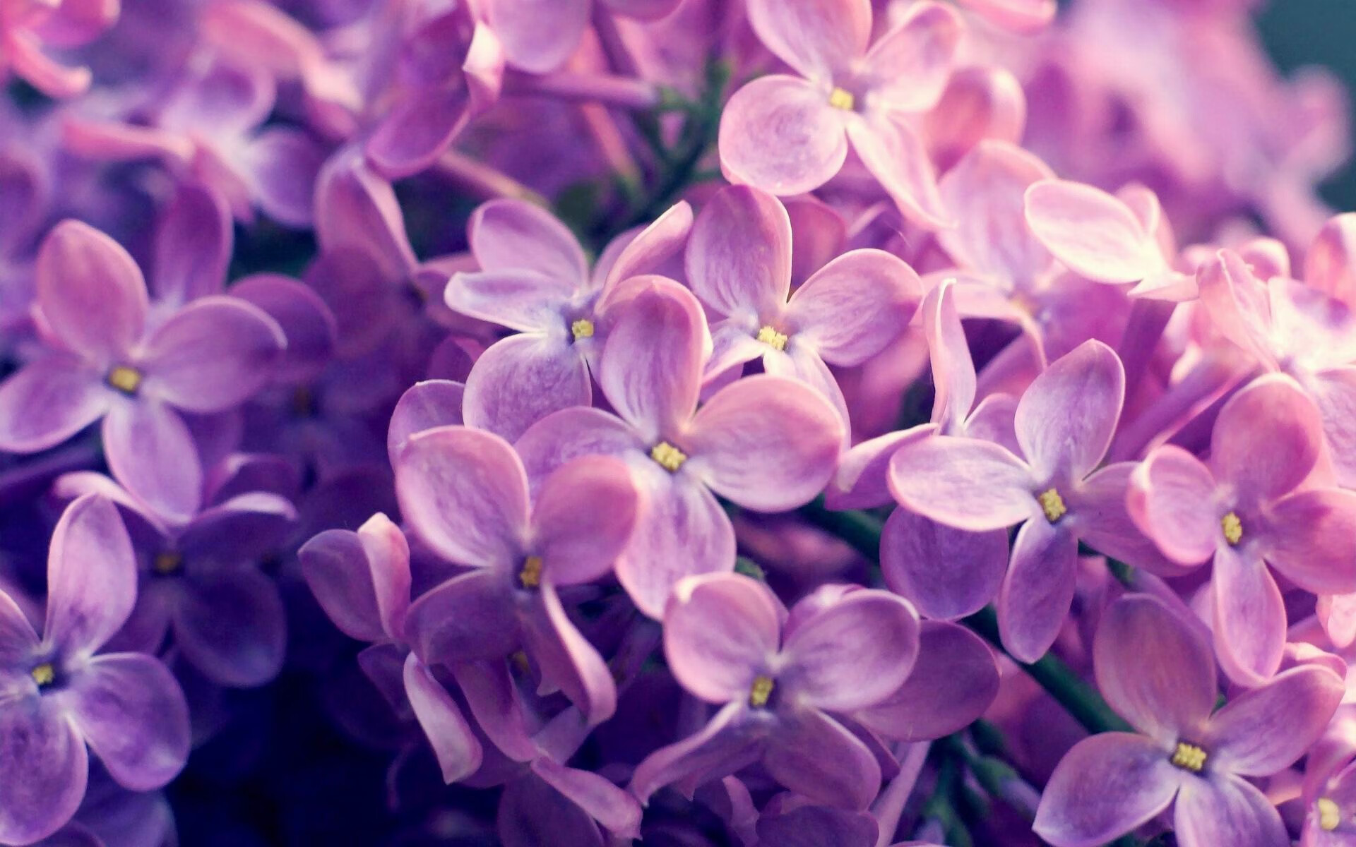 leyu.com-蛙泳中程吉尔吉斯斯坦节奏精准